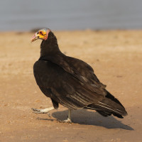 Lesser Yellow-headed Vulture